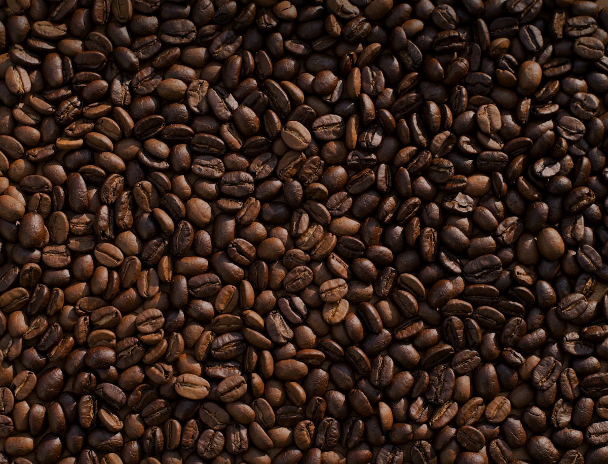 Colombian coffee cherries on the branch