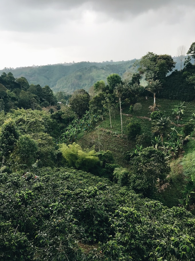 Aerial view over the Colombian café zone — the verdant Andean coffee country Elena drives through to reach Diego's farm in Huila