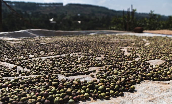 Coffee cherries spread out to dry in the East African sun at an outdoor drying station