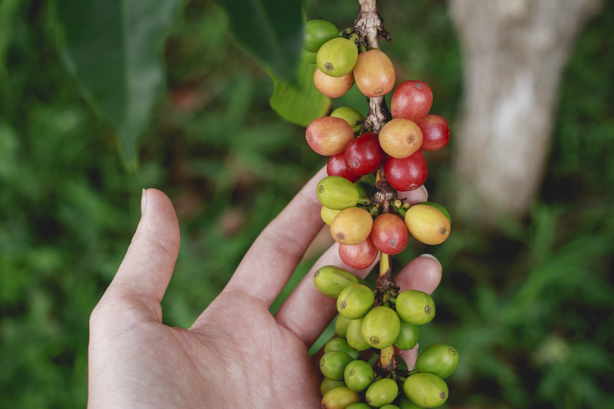 Hand holding fresh coffee cherries